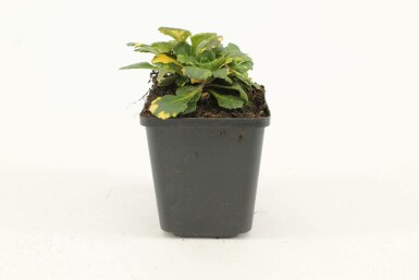 Schildersverdriet Saxifraga urbium 'Variegata' 5-10 Pot P9 Saxifraga urbium 'Variegata'