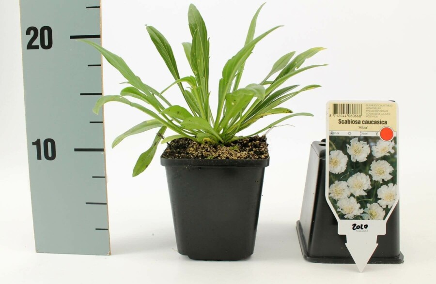 Kaukasisch duifkruid Scabiosa caucasica 'Perfecta Alba' 5-10 Pot P9 Scabiosa caucasica 'Perfecta Alba'