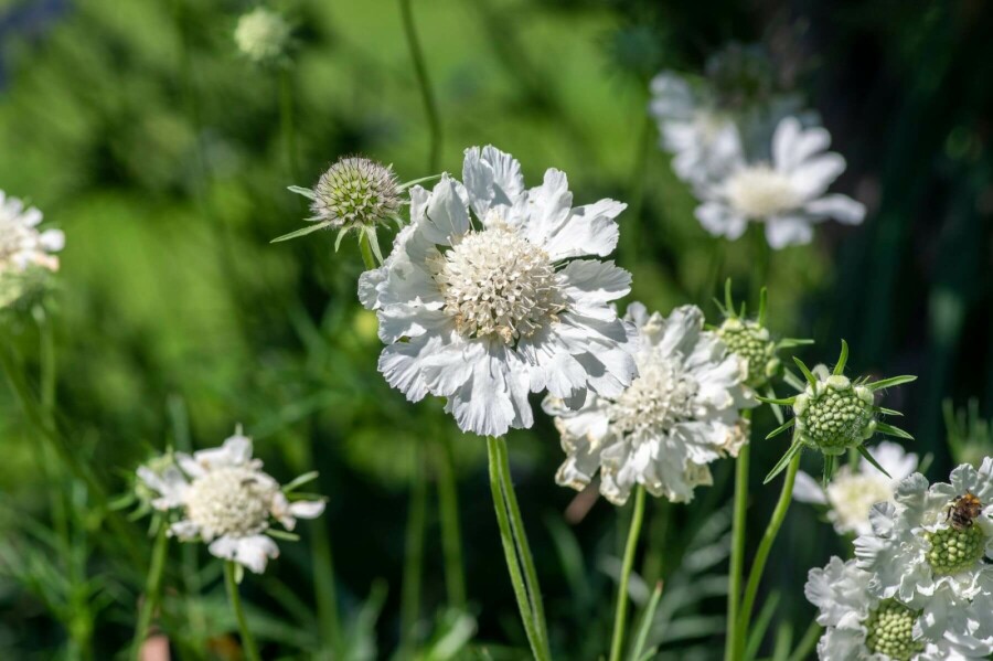 Kaukasisch duifkruid Scabiosa caucasica 'Perfecta Alba' 5-10 Pot P9 Scabiosa caucasica 'Perfecta Alba'