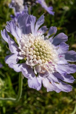 Kaukasisch duifkruid Scabiosa caucasica 'Perfecta' 5-10 Pot P9 Scabiosa caucasica 'Perfecta'