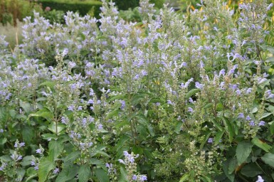 Glidkruid Scutellaria incana 5-10 Pot P9