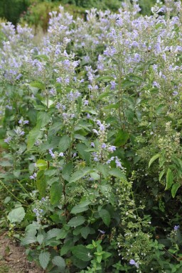 Glidkruid Scutellaria incana 5-10 Pot P9