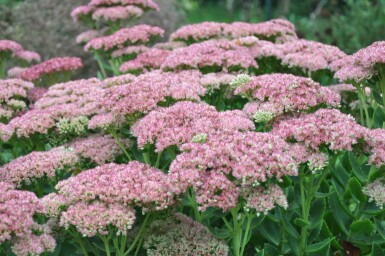 Vetkruid Sedum 'Herbstfreude' 5-10 Pot P9