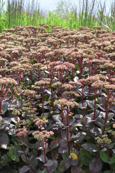 Vetkruid Sedum 'Matrona' 5-10 Pot P9 Sedum 'Matrona'