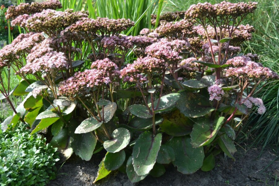 Vetkruid Sedum 'Matrona' 5-10 Pot P9 Sedum 'Matrona'