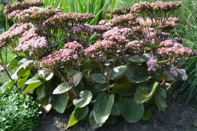 Vetkruid Sedum 'Matrona' 5-10 Pot P9