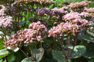 Vetkruid Sedum 'Matrona' 5-10 Pot P9 Sedum 'Matrona'