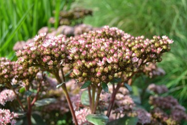 Vetkruid Sedum 'Matrona' 5-10 Pot P9 Sedum 'Matrona'