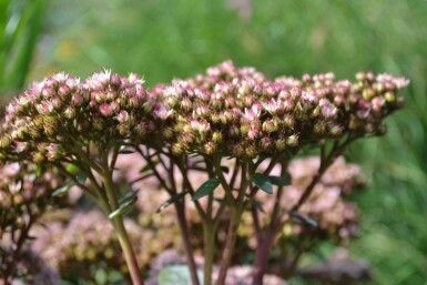 Vetkruid Sedum 'Matrona' 5-10 Pot P9 Sedum 'Matrona'