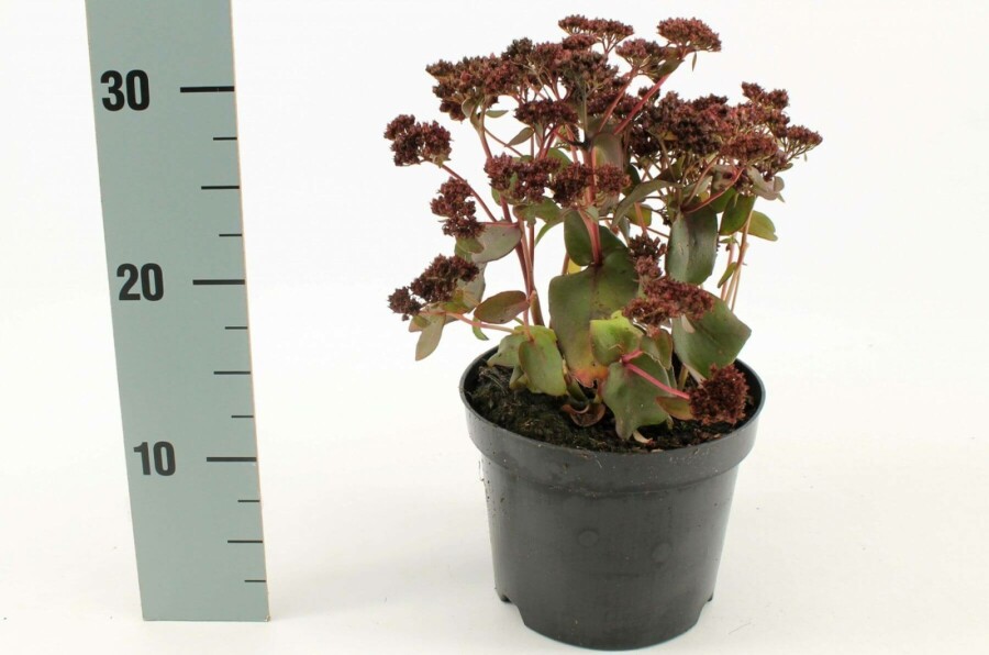 Vetkruid Sedum 'Purple Emperor' 10-15 Pot C2 Sedum 'Purple Emperor'