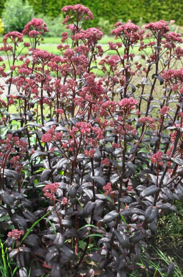 Vetkruid Sedum 'Purple Emperor' 10-15 Pot C2 Sedum 'Purple Emperor'