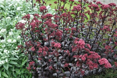 Vetkruid Sedum 'Purple Emperor' 5-10 Pot P9 Sedum 'Purple Emperor'