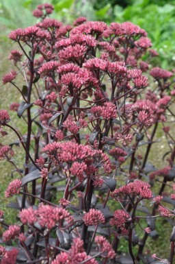 Vetkruid Sedum 'Purple Emperor' 5-10 Pot P9 Sedum 'Purple Emperor'