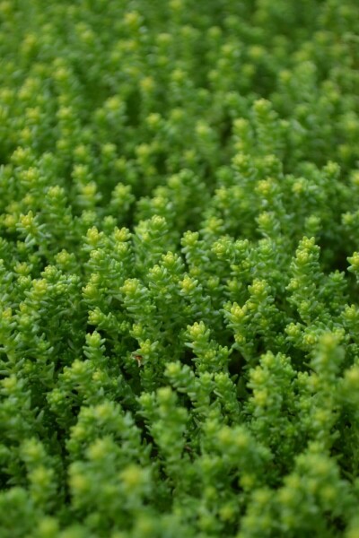 Muurpeper Sedum acre 5-10 Pot P9 Sedum acre