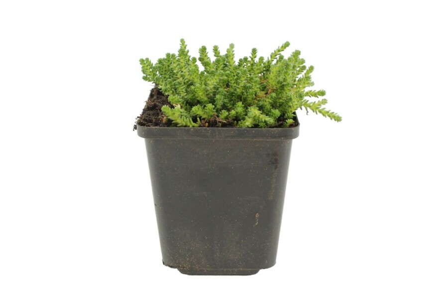 Muurpeper Sedum acre 5-10 Pot P9 Sedum acre