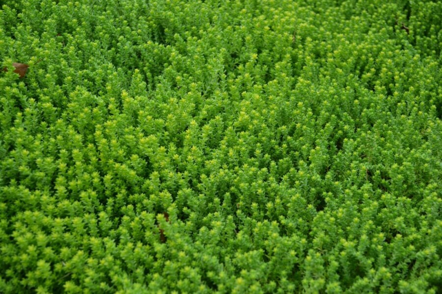 Muurpeper Sedum acre 5-10 Pot P9 Sedum acre