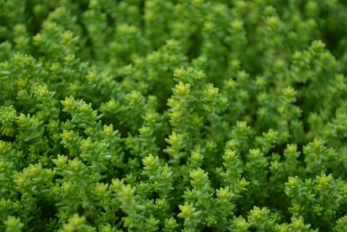 Muurpeper Sedum acre 5-10 Pot P9 Sedum acre