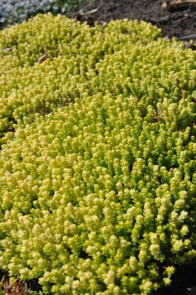 Muurpeper Sedum acre 'Yellow Queen' 5-10 Pot P9 Sedum acre 'Yellow Queen'