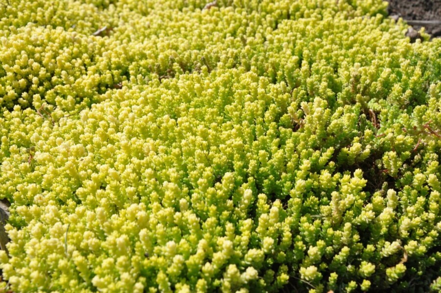 Muurpeper Sedum acre 'Yellow Queen' 5-10 Pot P9 Sedum acre 'Yellow Queen'