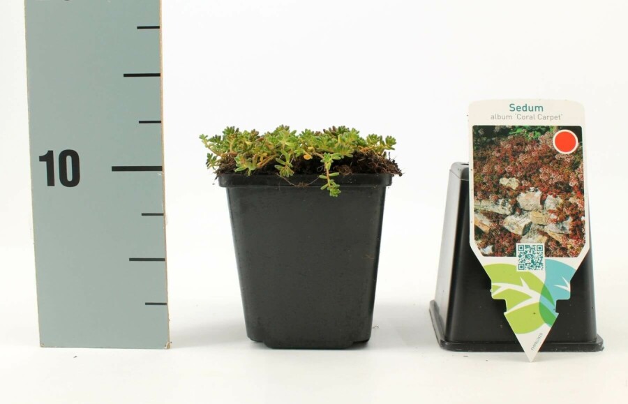 Muurpeper Sedum album 'Coral Carpet' 5-10 Pot P9 Sedum album 'Coral Carpet'