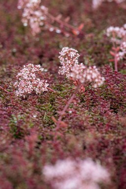 Vetkruid Sedum album 'Murale' 5-10 Pot P9 Sedum album 'Murale'
