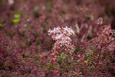 Vetkruid Sedum album 'Murale' 5-10 Pot P9 Sedum album 'Murale'