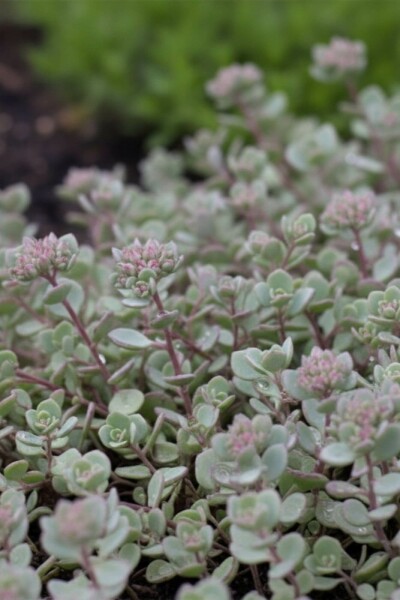 Vetkruid Sedum cauticola 'Lidakense' 5-10 Pot P9 Sedum cauticola 'Lidakense'