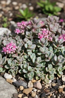 Vetkruid Sedum cyaneum 'Sachalin' 5-10 Pot P9 Sedum cyaneum 'Sachalin'