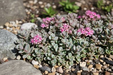 Vetkruid Sedum cyaneum 'Sachalin' 5-10 Pot P9 Sedum cyaneum 'Sachalin'