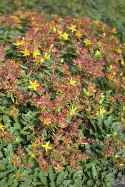 Vetkruid Sedum floriferum 'Weihenstephaner Gold' 5-10 Pot P9 Sedum floriferum 'Weihenstephaner Gold'