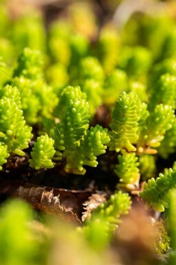 Vetkruid Sedum lydium 5-10 Pot P9 Sedum lydium