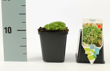 Vetkruid Sedum lydium 5-10 Pot P9 Sedum lydium