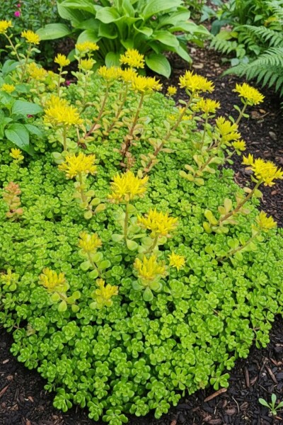 Vetkruid Sedum oreganum 5-10 Pot P9 Sedum oreganum