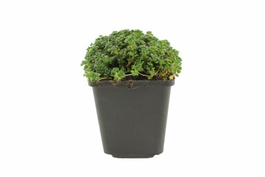 Vetkruid Sedum oreganum 5-10 Pot P9 Sedum oreganum