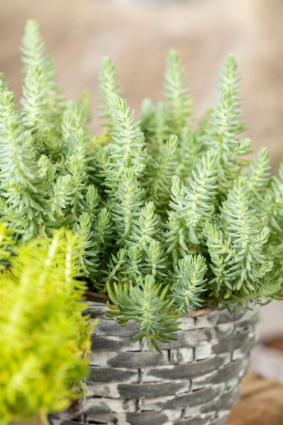 Vetkruid Sedum reflexum 5-10 Pot P9 Sedum reflexum