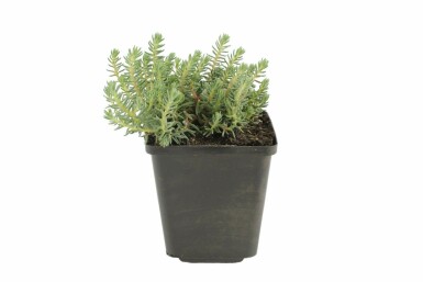 Vetkruid Sedum reflexum 5-10 Pot P9 Sedum reflexum