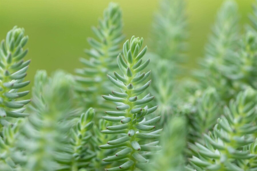 Vetkruid Sedum reflexum 5-10 Pot P9 Sedum reflexum