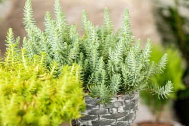 Vetkruid Sedum reflexum 5-10 Pot P9 Sedum reflexum