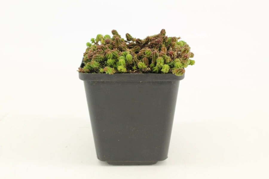 Zacht vetkruid Sedum sexangulare 5-10 Pot P9 Sedum sexangulare