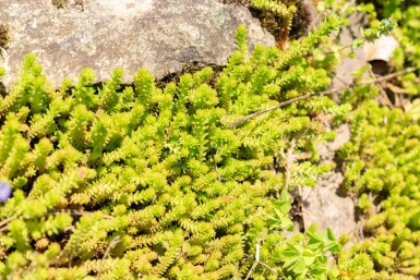 Zacht vetkruid Sedum sexangulare 5-10 Pot P9 Sedum sexangulare