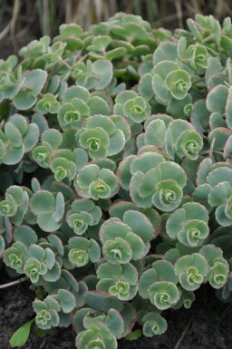 Vetkruid Sedum sieboldii 5-10 Pot P9