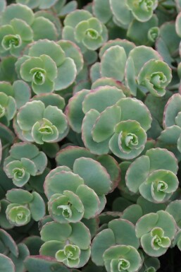 Vetkruid Sedum sieboldii 5-10 Pot P9 Sedum sieboldii