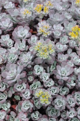 Vetkruid Sedum spathulifolium 'Purpureum' 5-10 Pot P9 Sedum spathulifolium 'Purpureum'