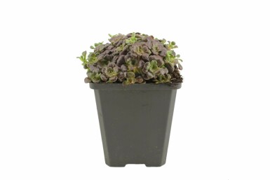 Vetkruid Sedum spathulifolium 'Purpureum' 5-10 Pot P9 Sedum spathulifolium 'Purpureum'