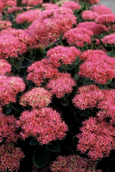 Vetkruid Sedum spectabile 'Brilliant' 5-10 Pot P9 Sedum spectabile 'Brilliant'