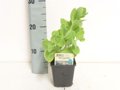 Vetkruid Sedum spectabile 'Brilliant' 5-10 Pot P9 Sedum spectabile 'Brilliant'