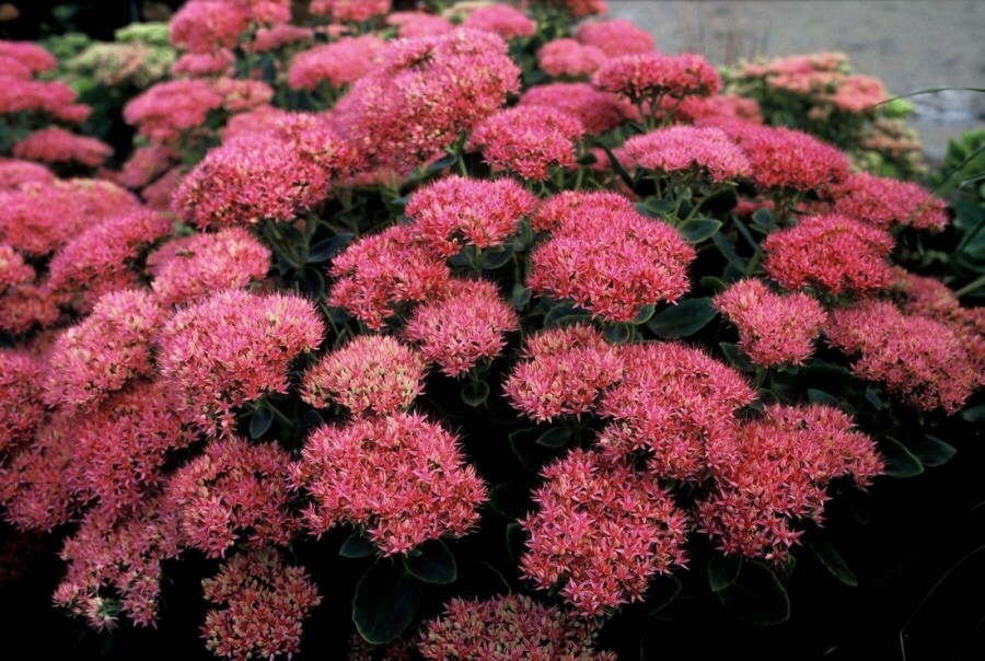Vetkruid Sedum spectabile 'Brilliant' 5-10 Pot P9 Sedum spectabile 'Brilliant'