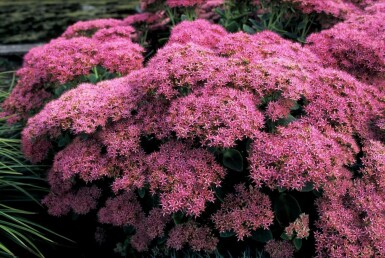 Vetkruid Sedum spectabile 'Brilliant' 5-10 Pot P9 Sedum spectabile 'Brilliant'