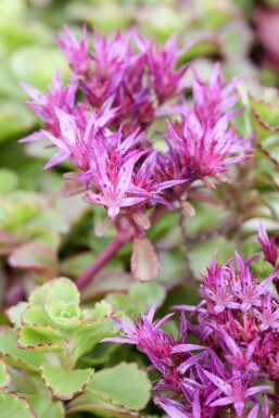 Roze vetkruid Sedum spurium 'Fuldaglut' 5-10 Pot P9