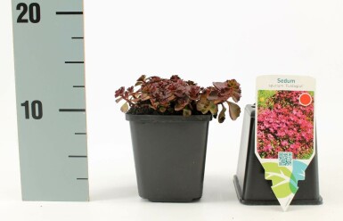 Roze vetkruid Sedum spurium 'Fuldaglut' 5-10 Pot P9 Sedum spurium 'Fuldaglut'